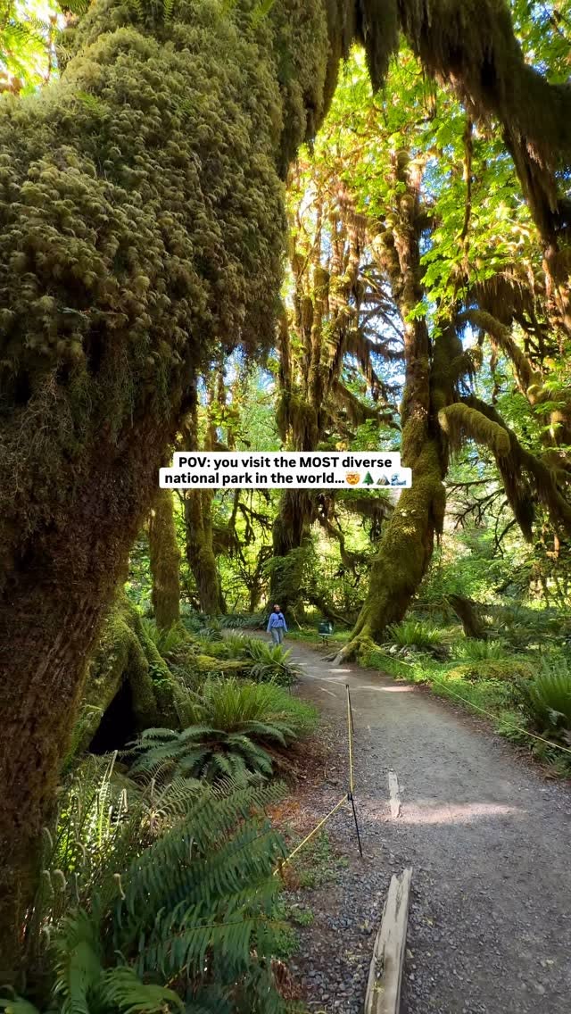 Olympic National Park: A Diverse 3-Day Itinerary