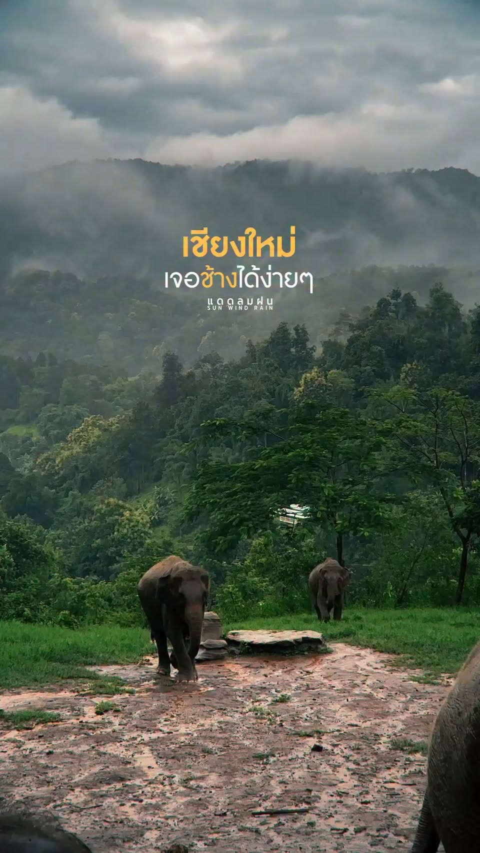 Elefin Farm & Cafe Offers Elephant Encounters