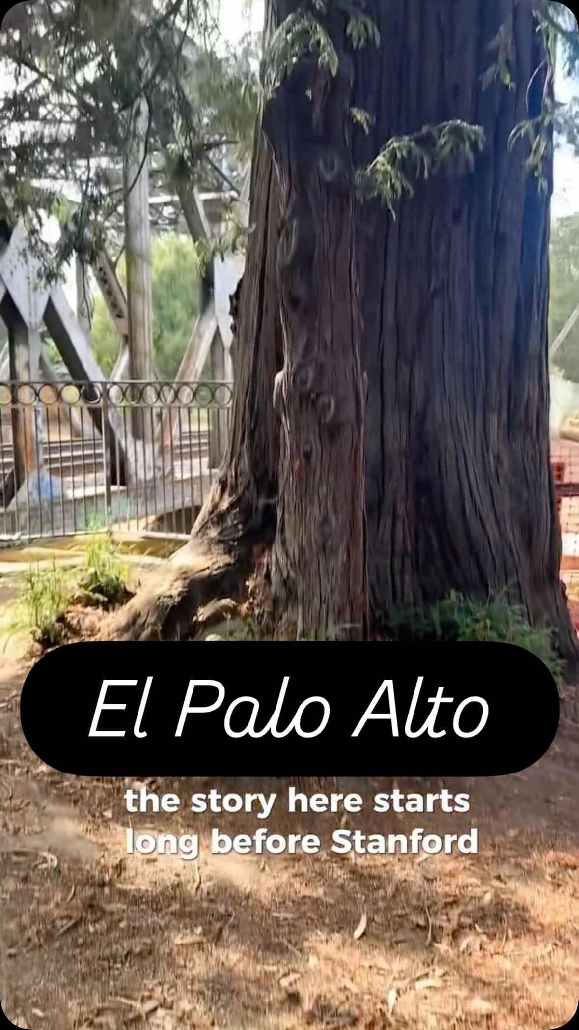 Ancient Palo Alto Tree Guards Historic Creek