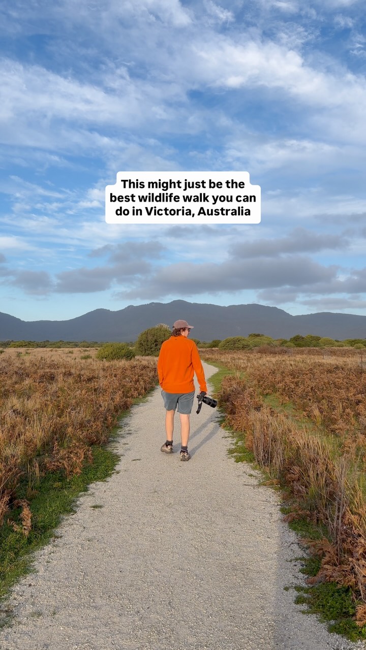 Wildlife Encounters In Victoria's National Park