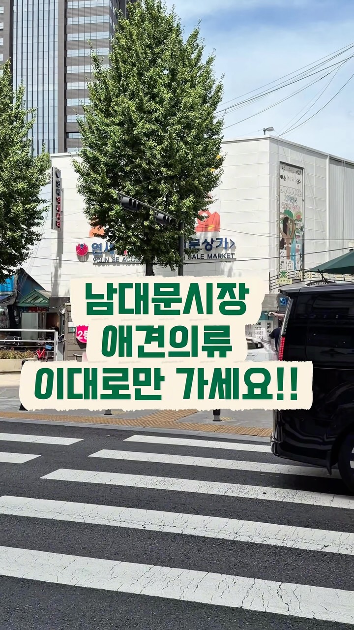 Namdaemun Market Pet Clothing Shopping Guide