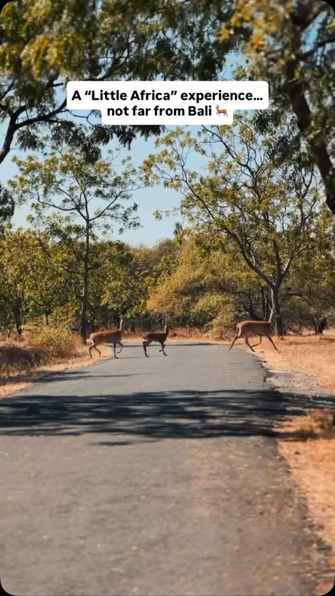 Baluran National Park: Indonesia's Little Africa