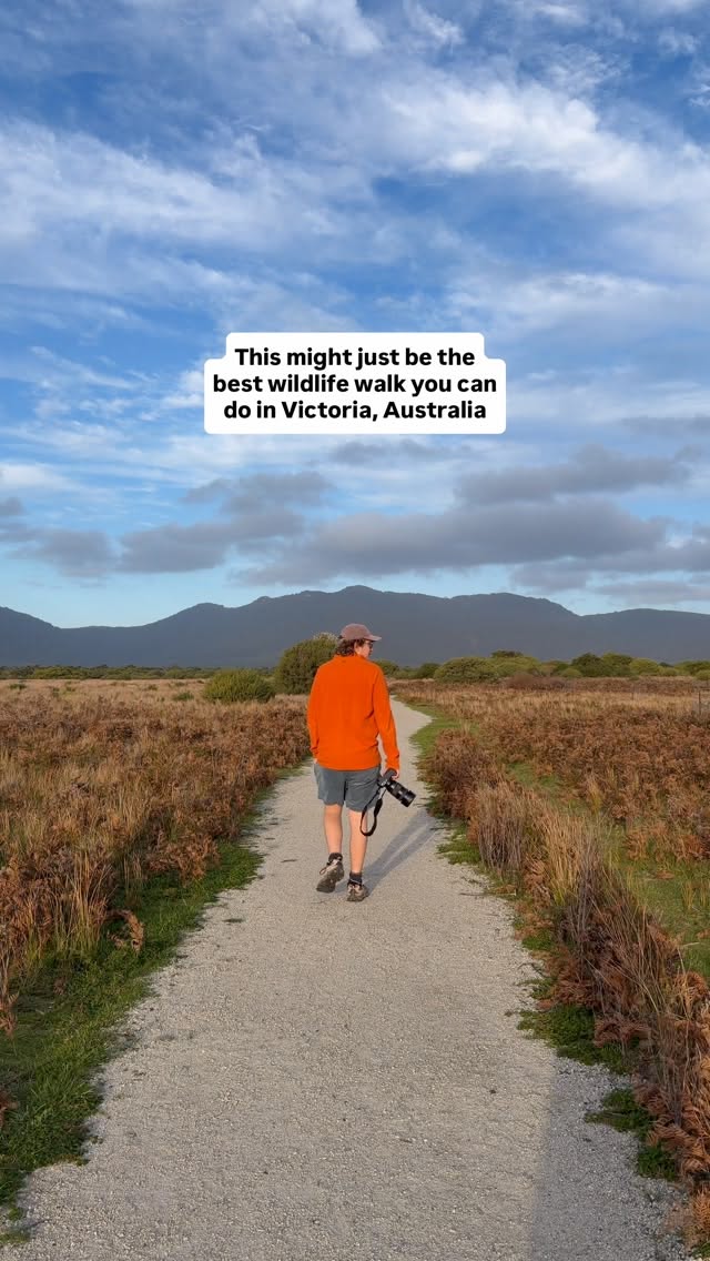 Victorian National Park Wildlife Walks