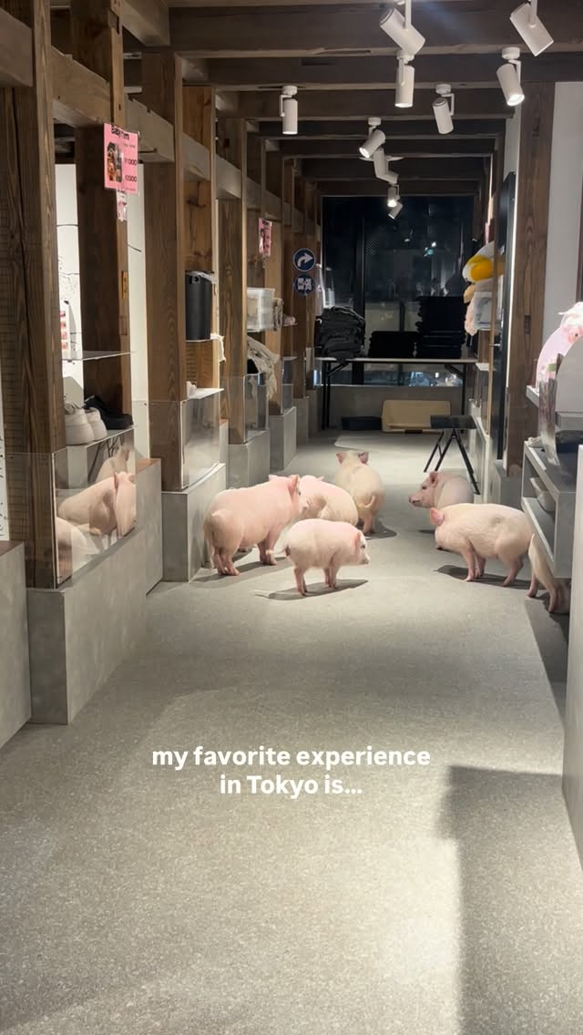 Tokyo's Miniature Pig Cafe