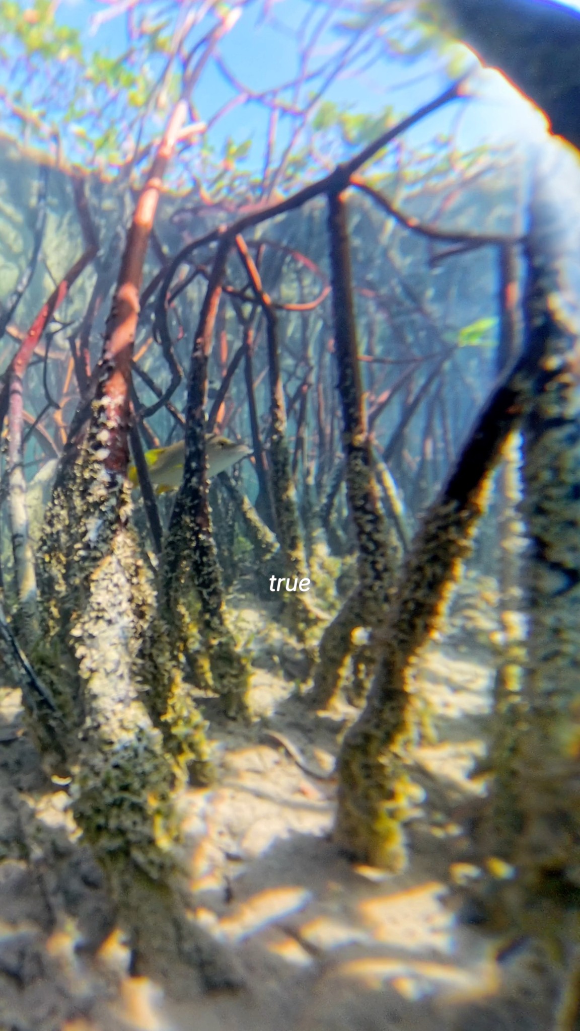 Moriah Harbour Cay's Mangrove Lazy Rivers