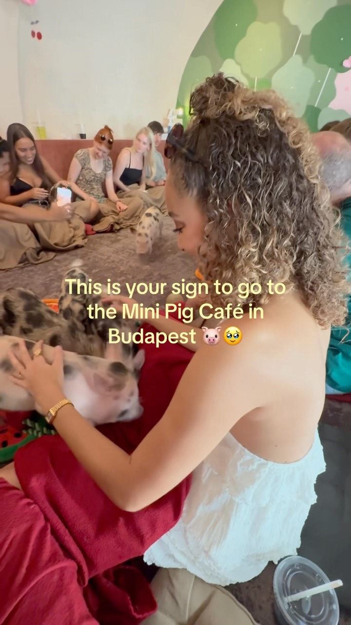Budapest Mini Pig Cafe Features Playful Swine