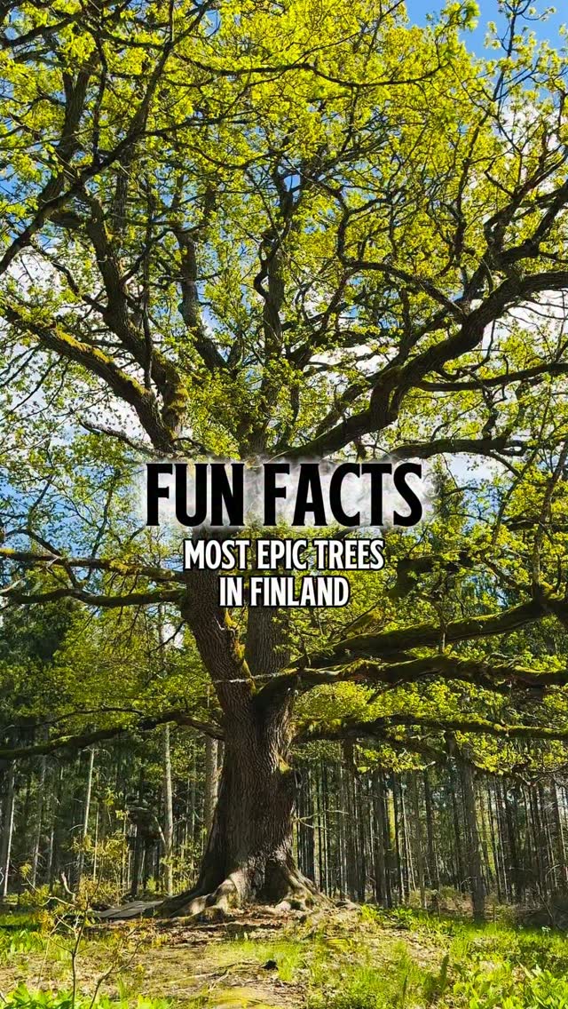 Finland's Remarkable and Historic Trees