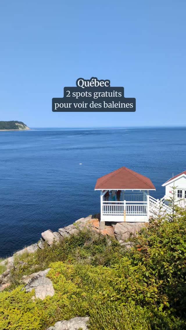 Beluga Whale Viewing Spots On Quebec's Coast
