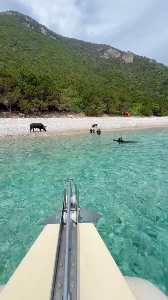 Greek Islands With Swimming Pigs And Blue Lagoons