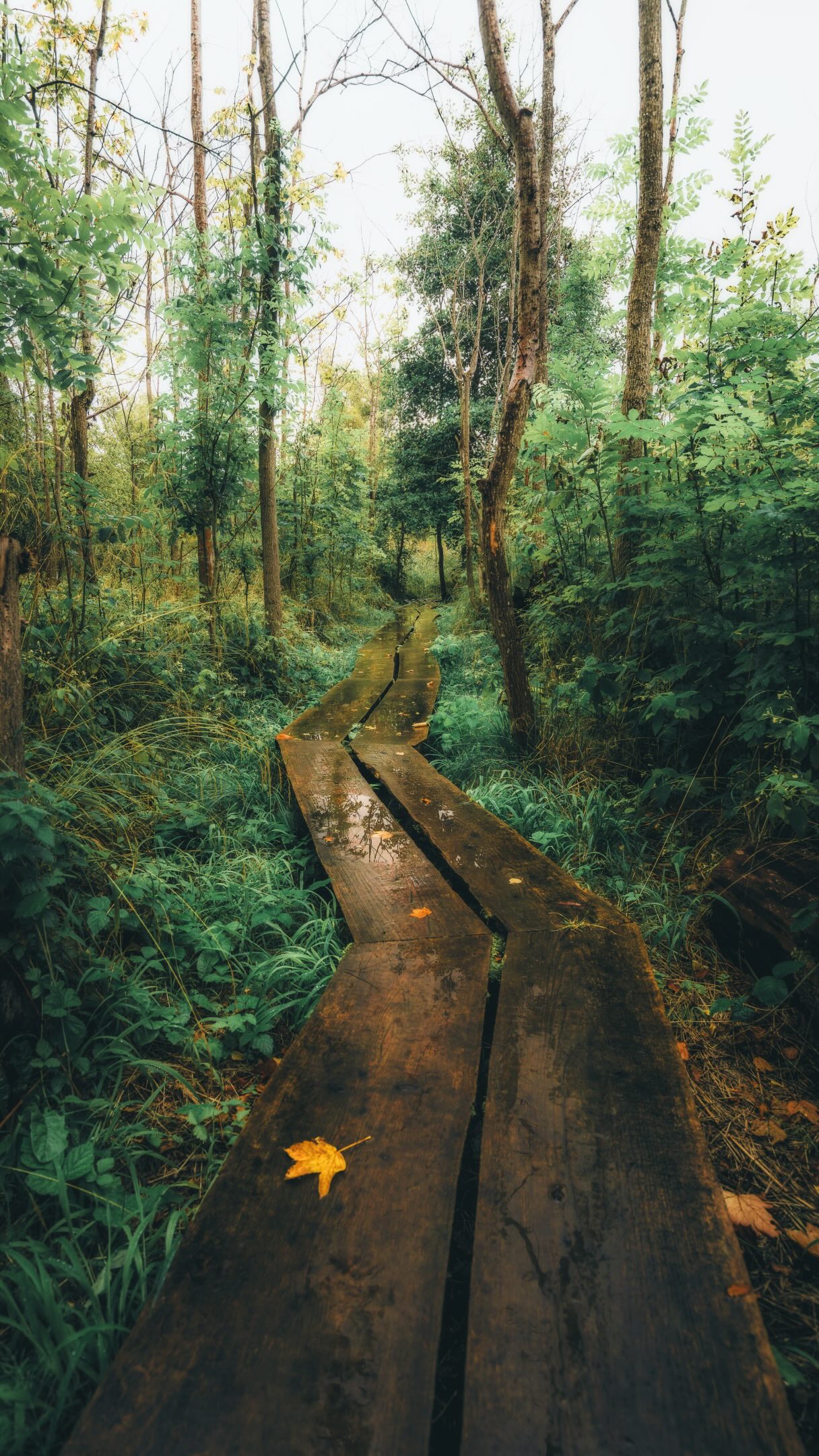 Fjordlandet's Nature Trails Near Roskilde