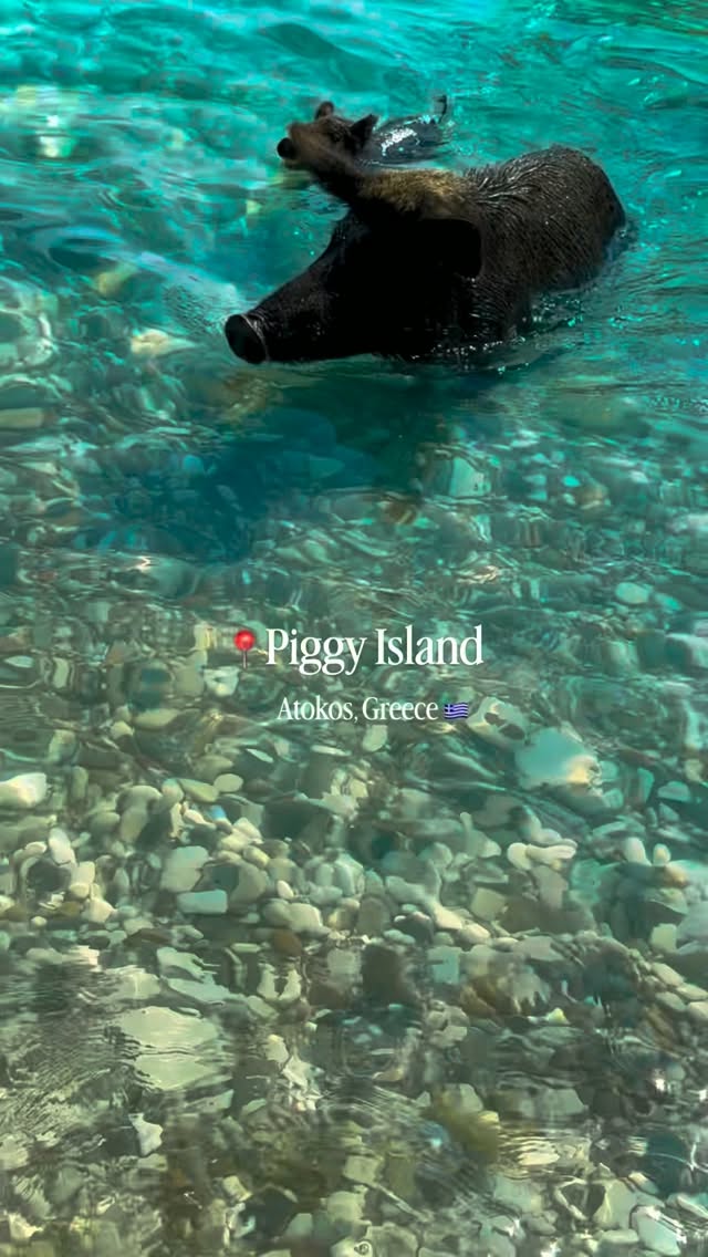 Pig Island Atokos: A Greek Escape