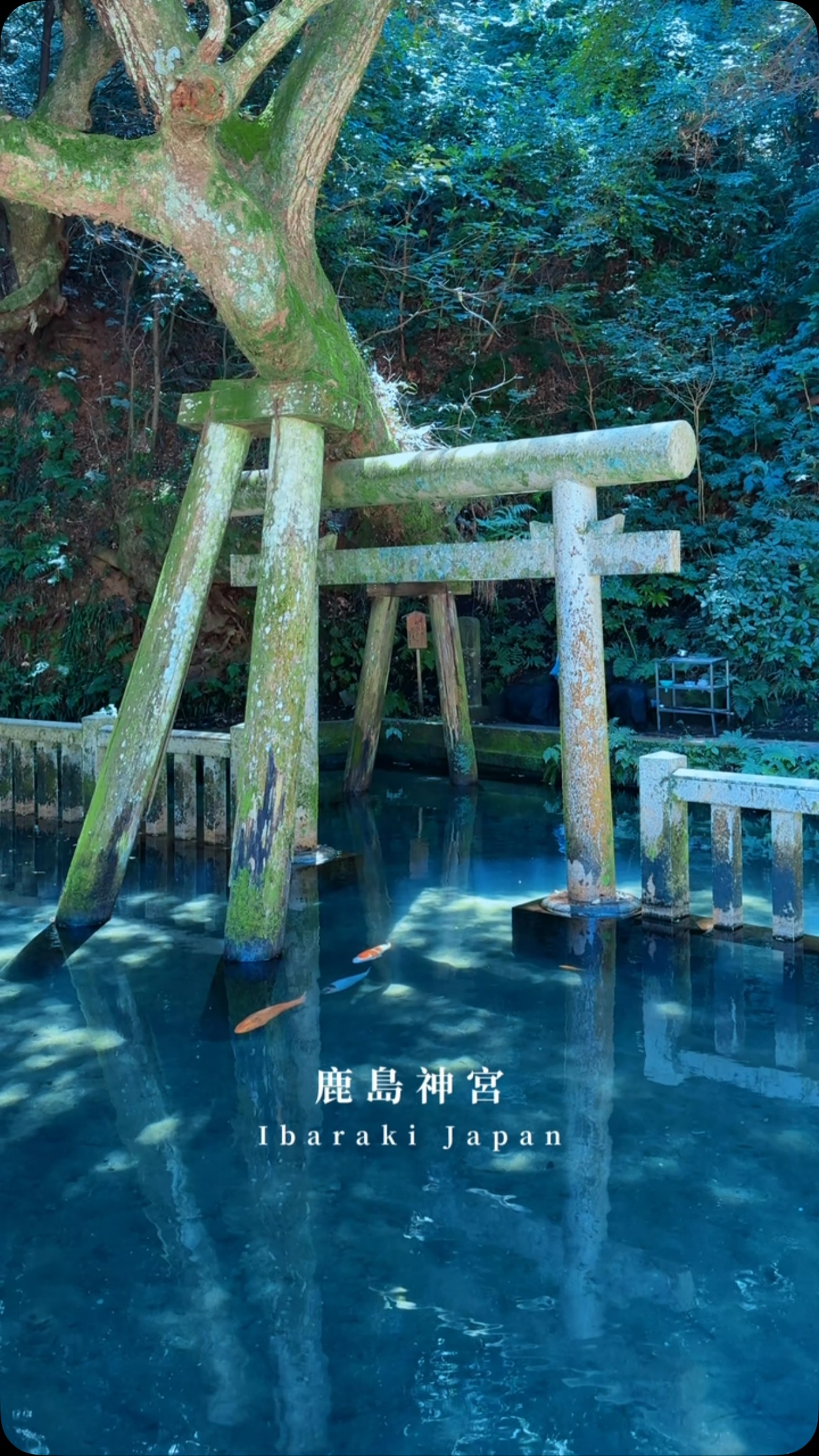 Kashima Jingu Shrine's Mitarashi Pond