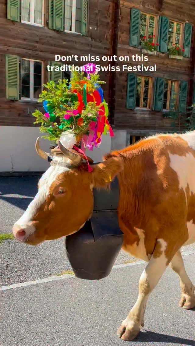 Swiss Cow Parades: A Fall Tradition