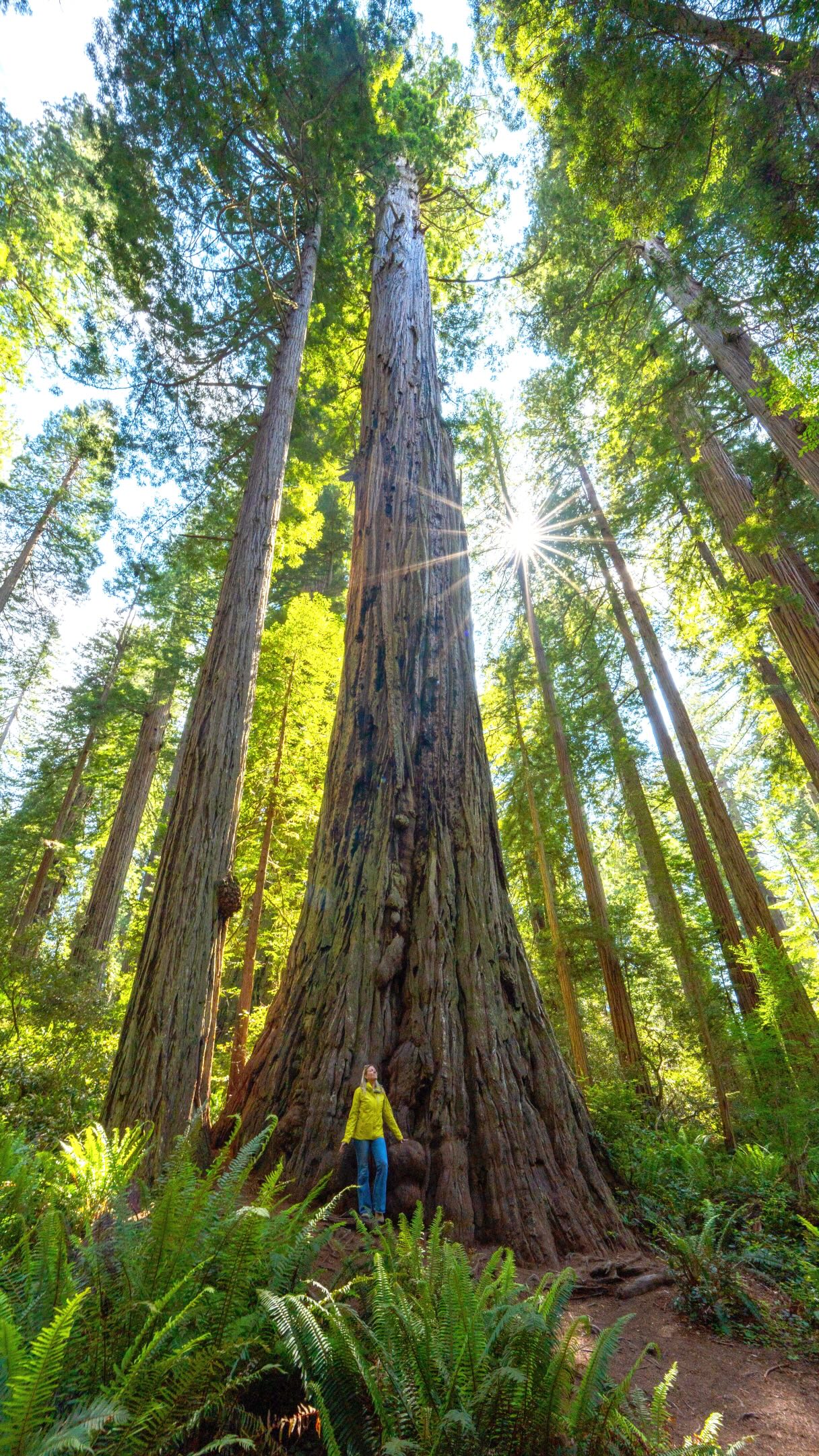 Explore Redwood National Park's Scenic Drives and Trails