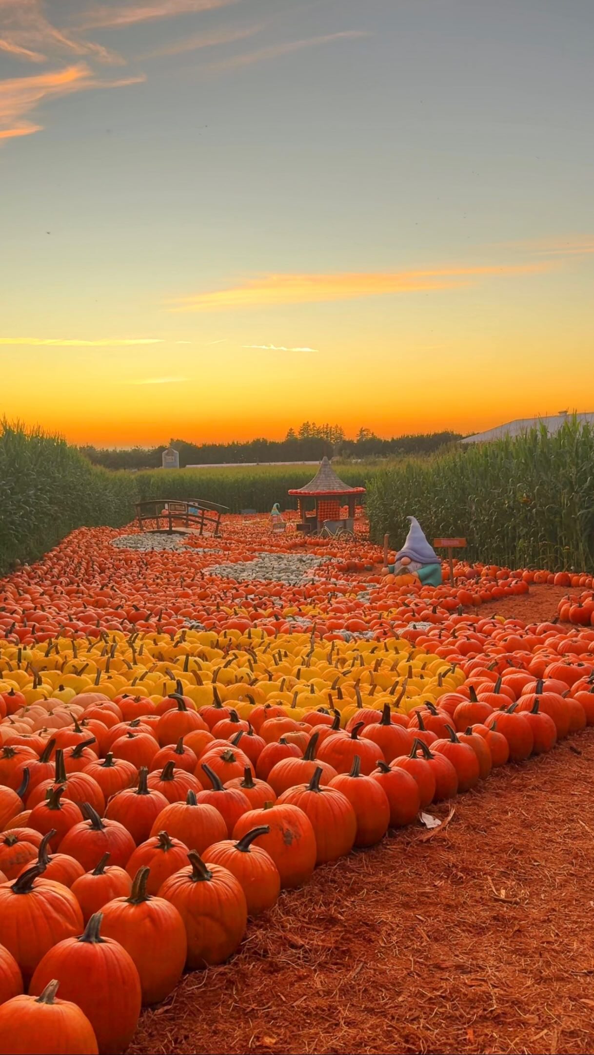 Autumnal Activities at Taves Farms