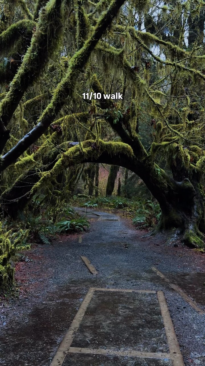 Olympic National Park's Lush Hoh Rainforest