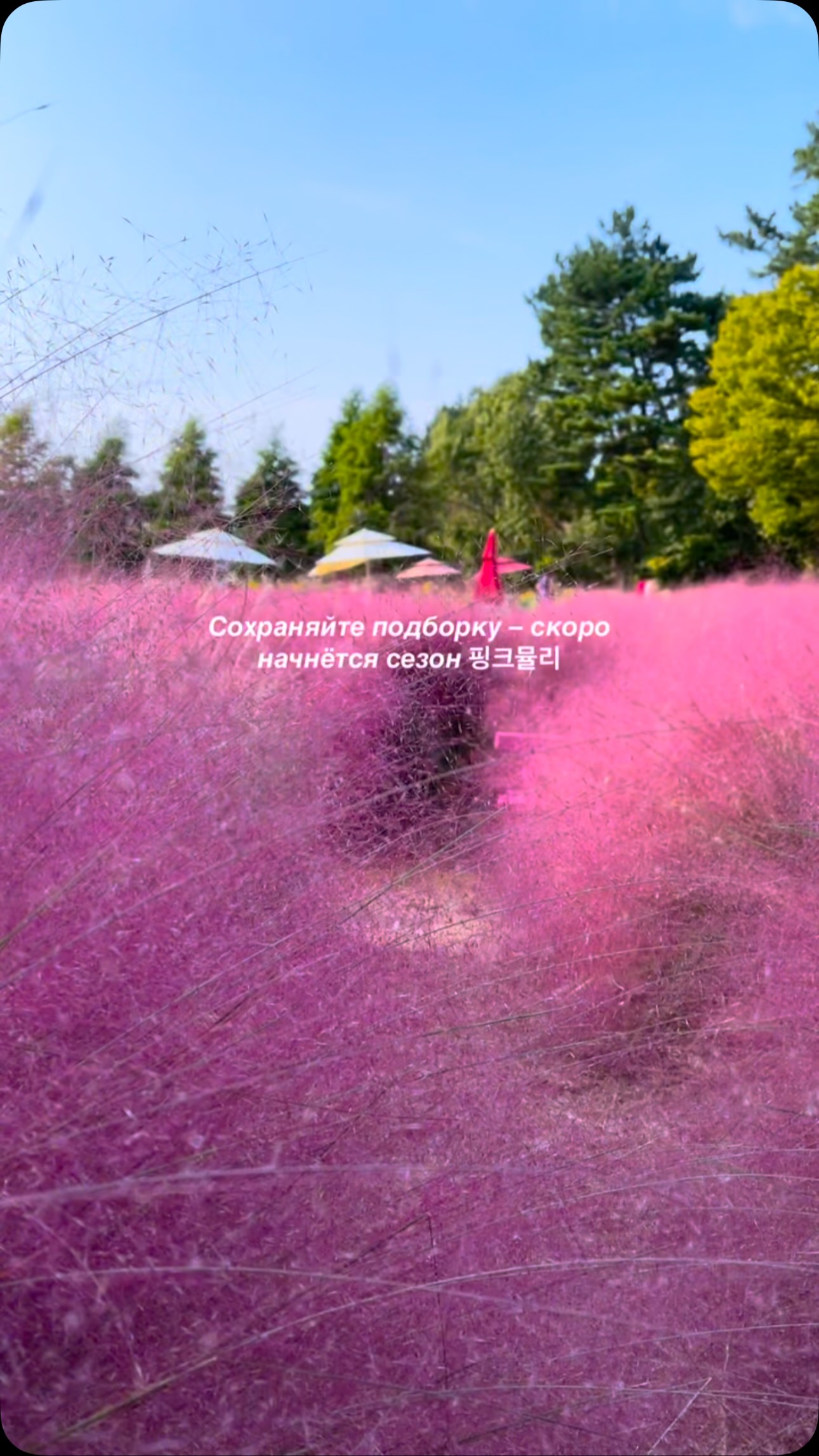 Korea's Pink Muhly Grass Destinations