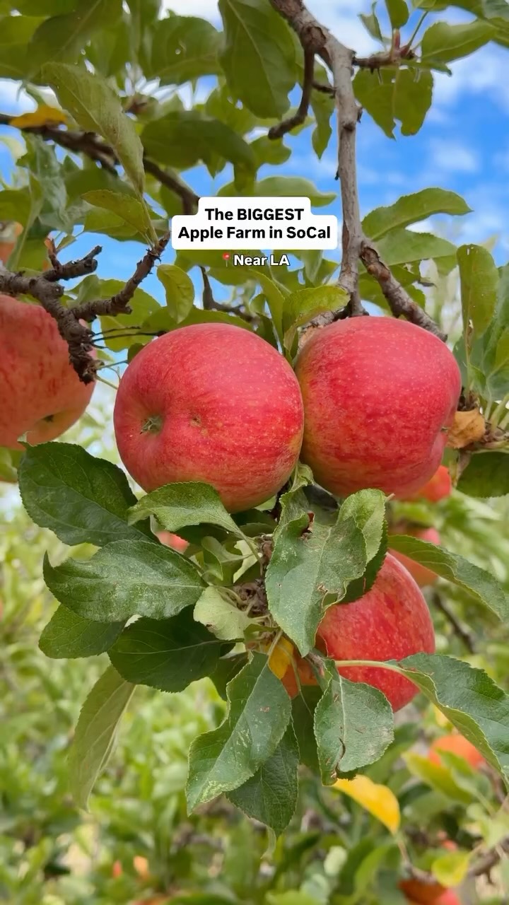 Southern California Apple Farms Offer Fall Festivities