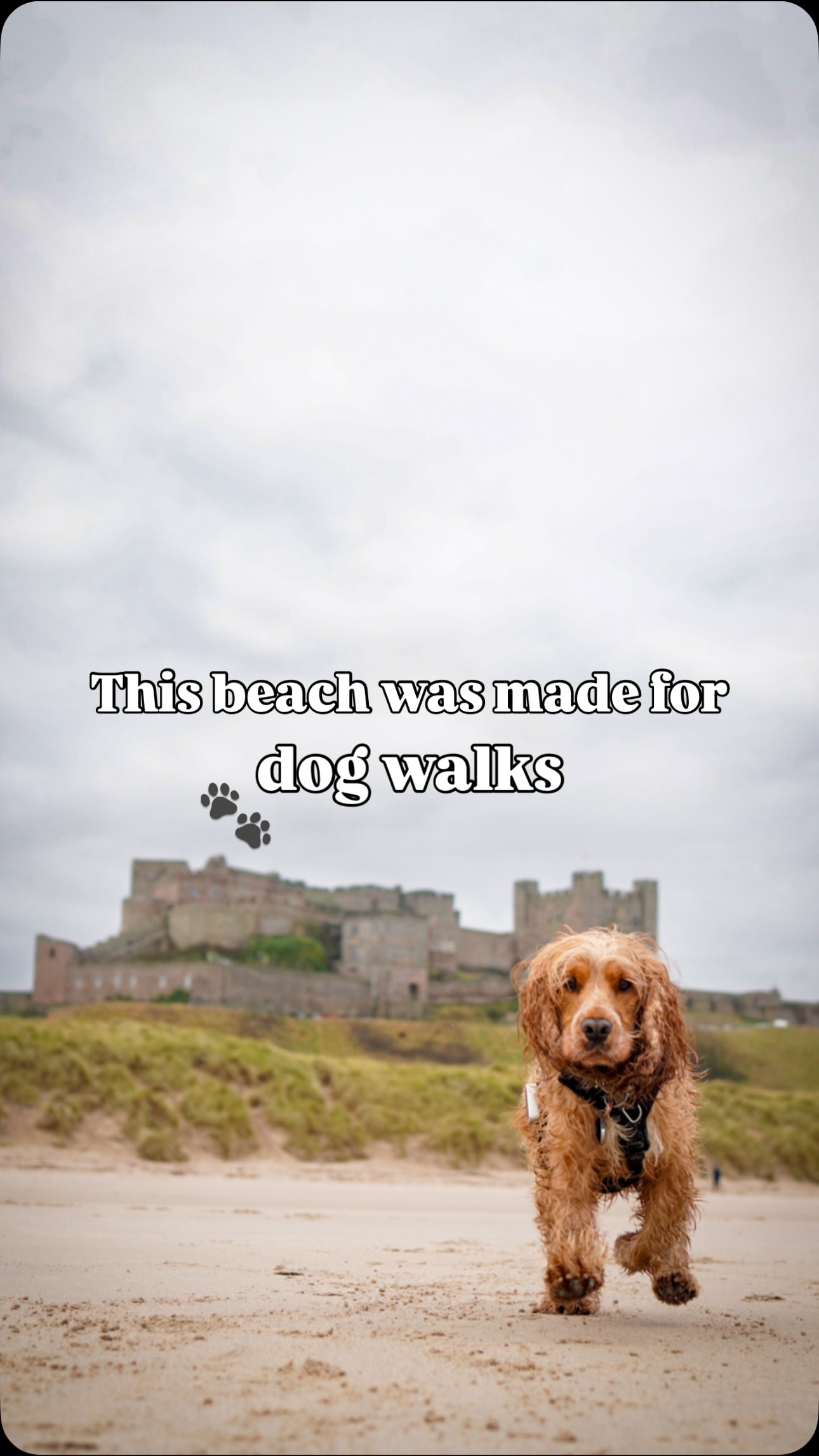 Dog-Friendly Bamburgh Beach and Castle
