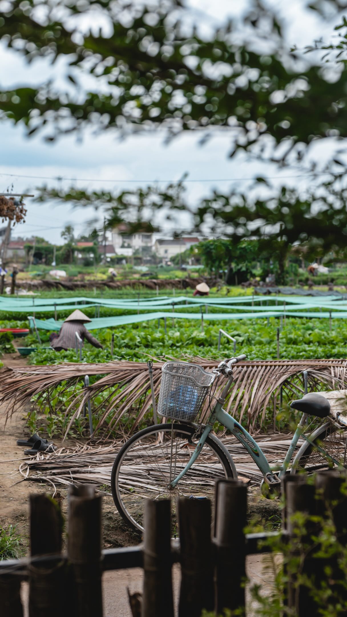 Hoi An's Pottery, Herbs, and Historic Performance