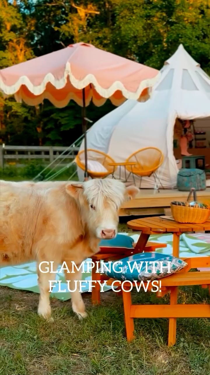 Glamping Sites Offer Fluffy Cow Encounters
