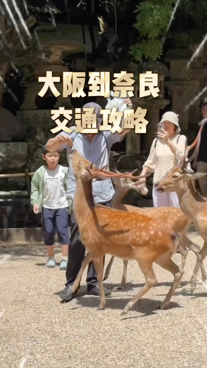 Osaka to Nara: Express Train and Park Exploration