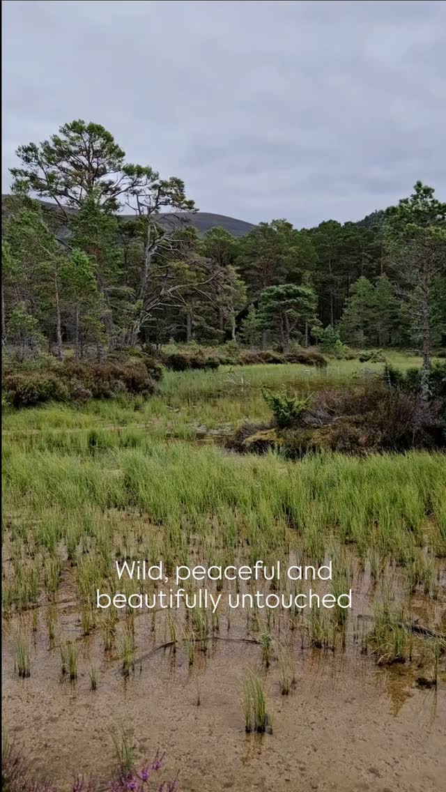 Enchanted Loch An Eilein In The Cairngorms