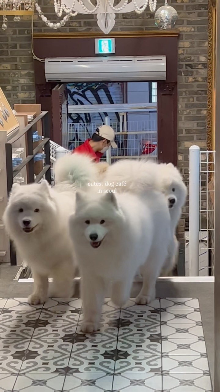 Samoyed Cafe Winters Village