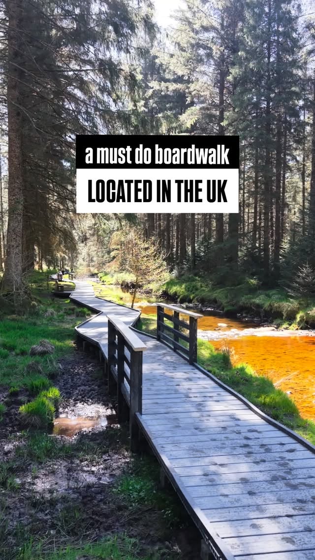Hafren Forest Boardwalk And Severn Trail