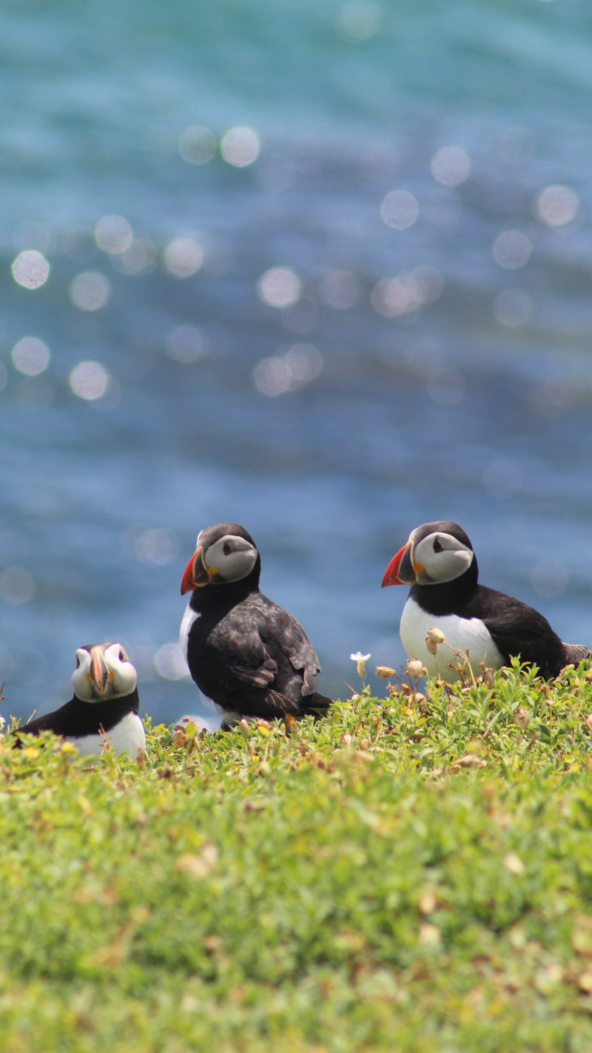 Irish Islands Home to Puffins