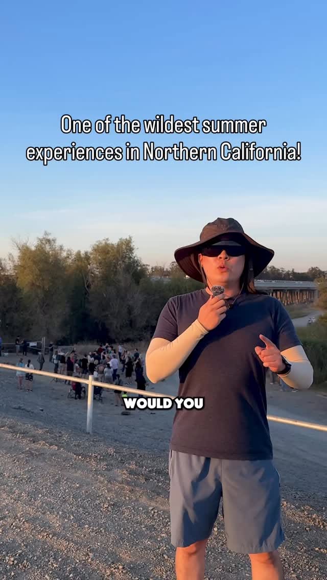 Yolo Basin Bat Tours And Wildlife Area