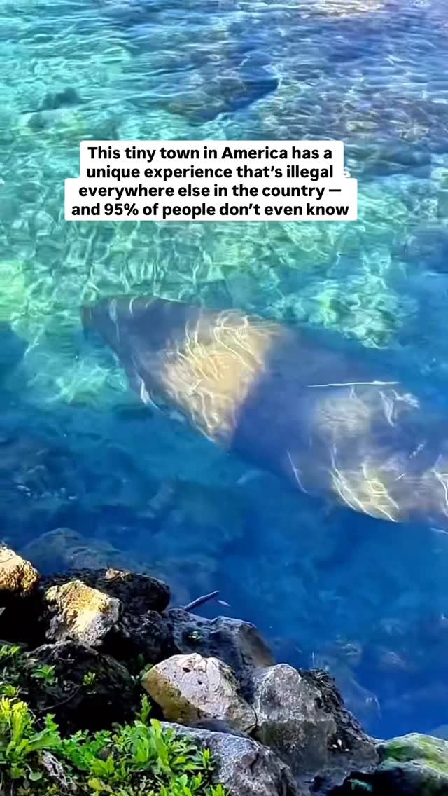 Swim With Manatees At This Florida Springs Sanctuary