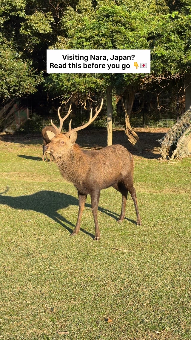 Explore Historic Nara Beyond the Famous Deer Park