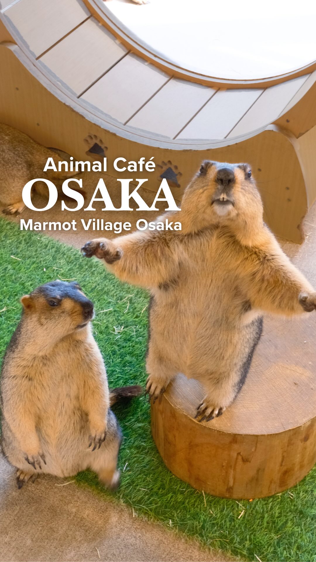 Marmot Cafe In Moriguchi Station