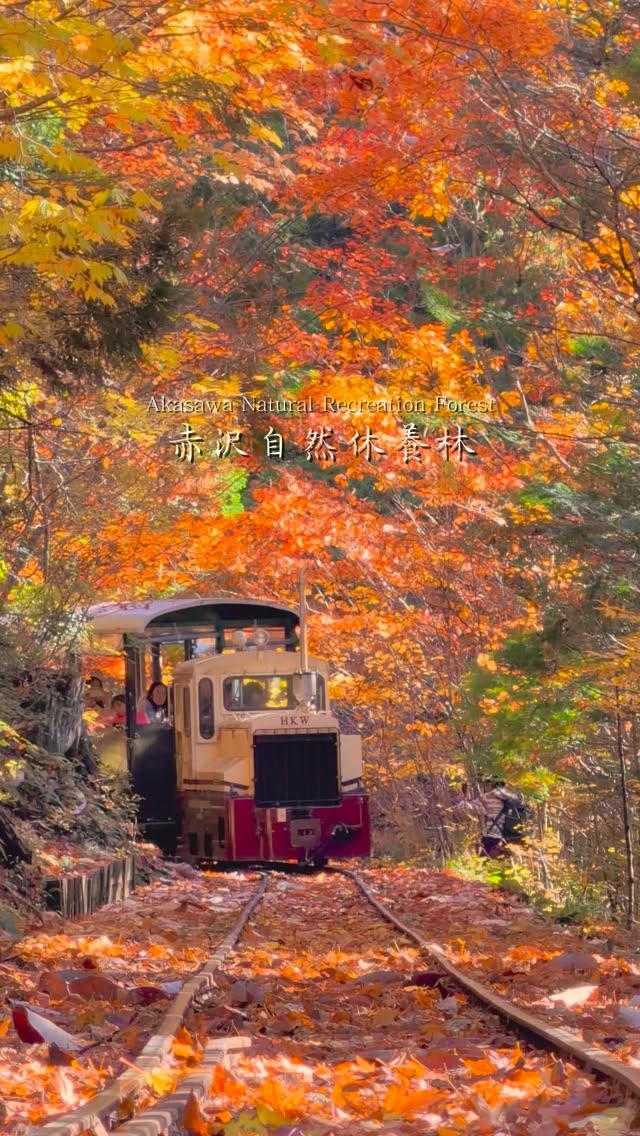 Autumn Forest Railway and Cypress Trails