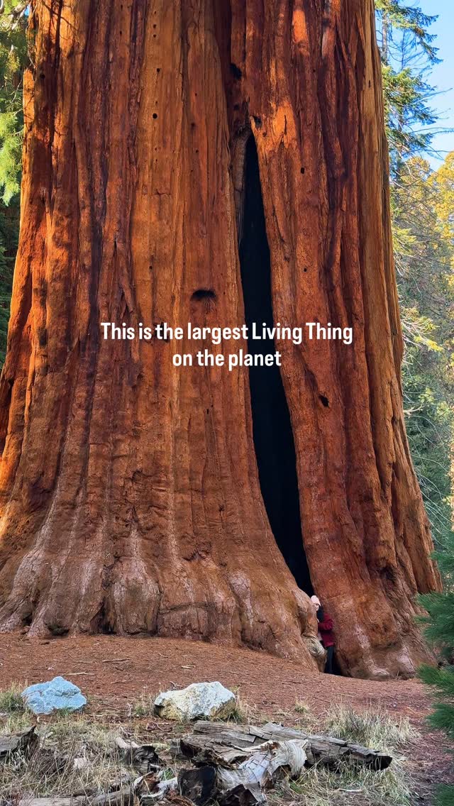 Giant Trees of Sequoia & Kings Canyon National Parks