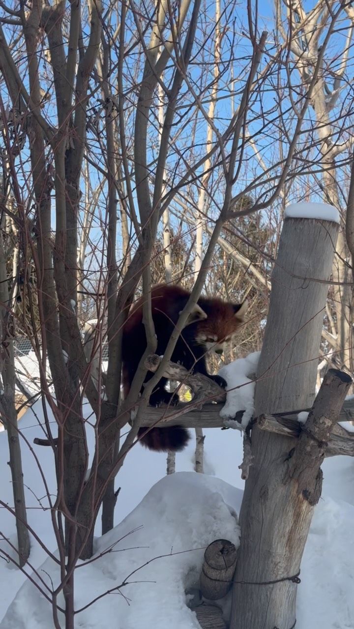 Explore Sapporo and Hokkaido's Natural Wonders