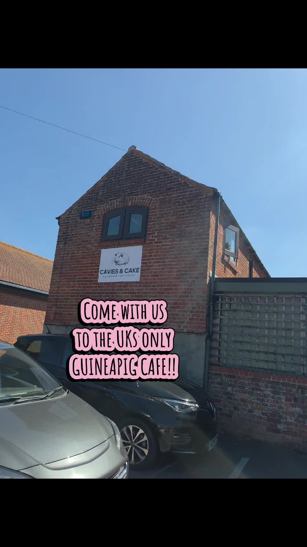 Cavies & Cake: A Guinea Pig Cafe Experience