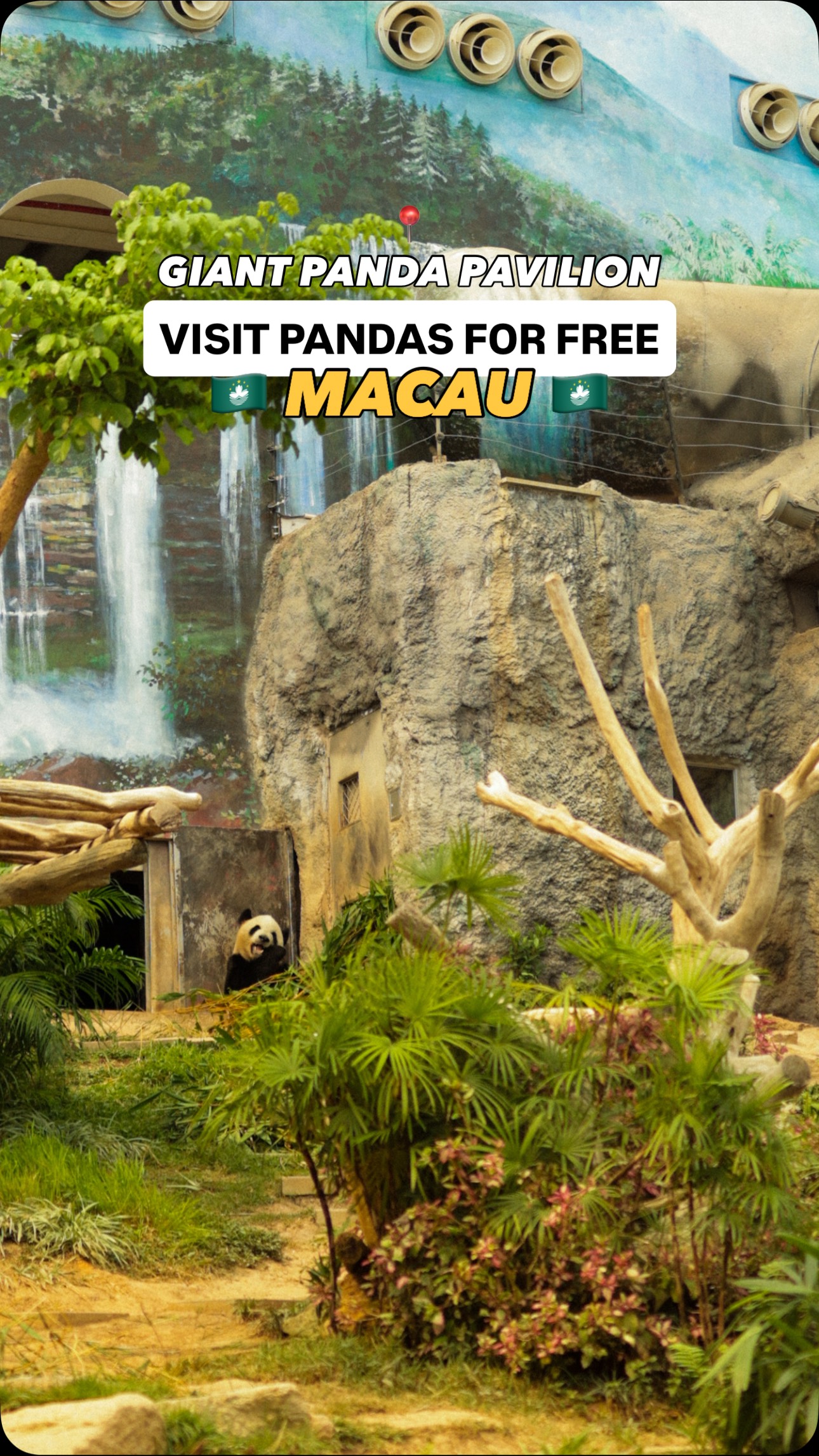 Macau Offers Free Panda Sightings At Seac Pai Van Park