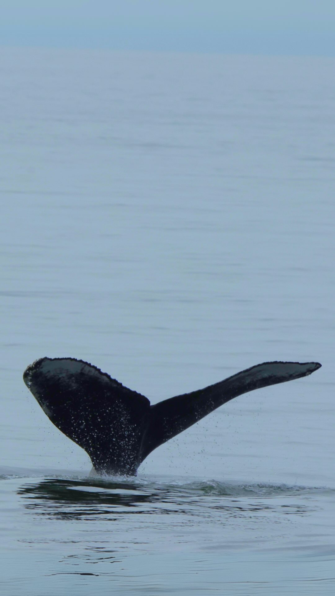 Vancouver's Whale Watching and Island Adventures
