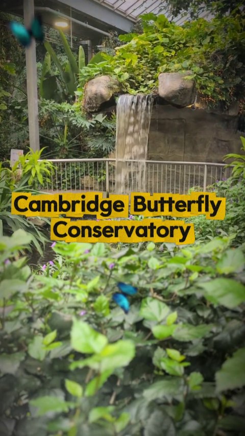 Butterfly Conservatory's Lush Tropical World