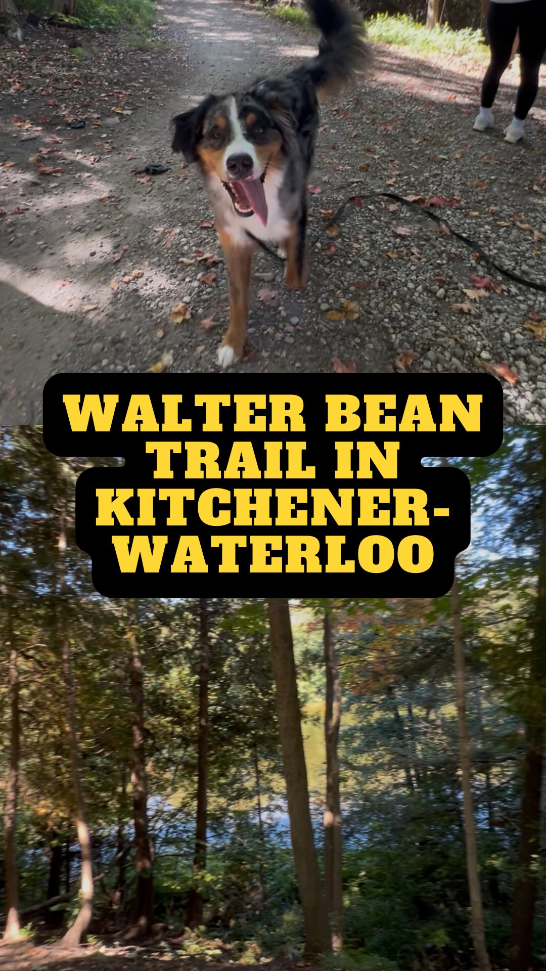 Fall Dog Walks Along The Grand River