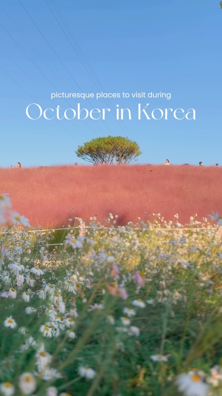 October's Best Autumn Flower Destinations In Korea
