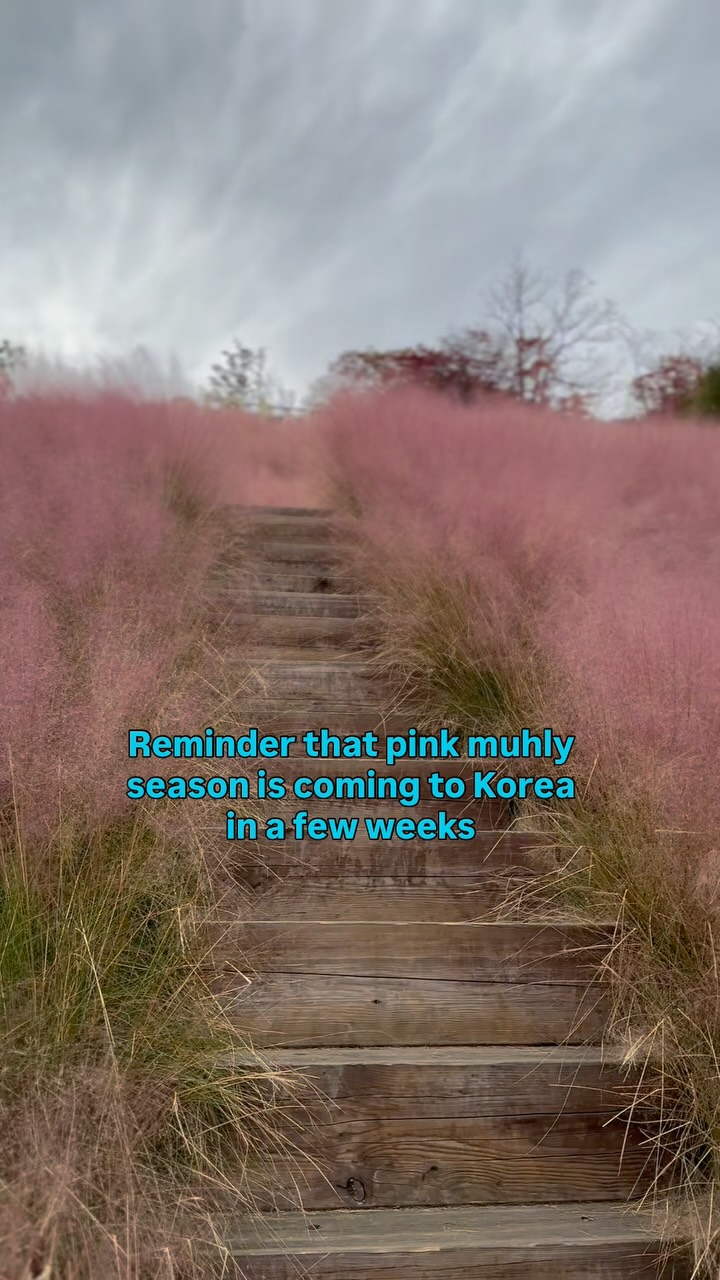 Korea's Pink Muhly Grass Hotspots