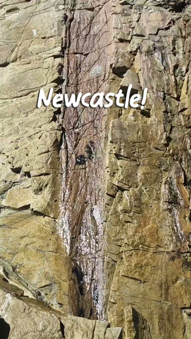 Petrified Forest Discoveries at Swansea Heads