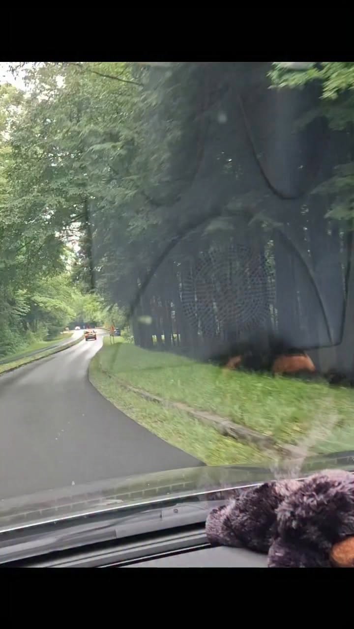 Riverside And Dog-Friendly Trails In The Smokies