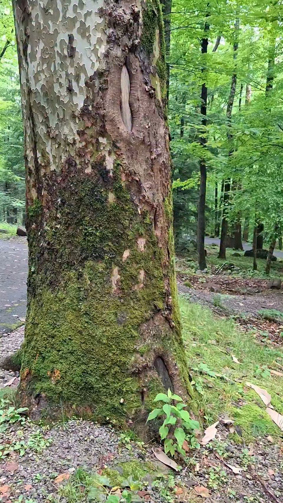 Nature's Waterfalls After Heavy Rains