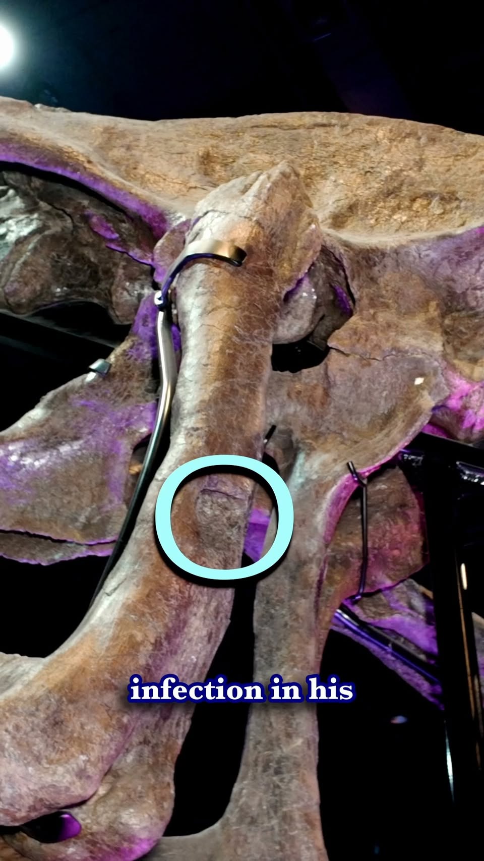 Houston Museum Of Natural Science Paleo Facts