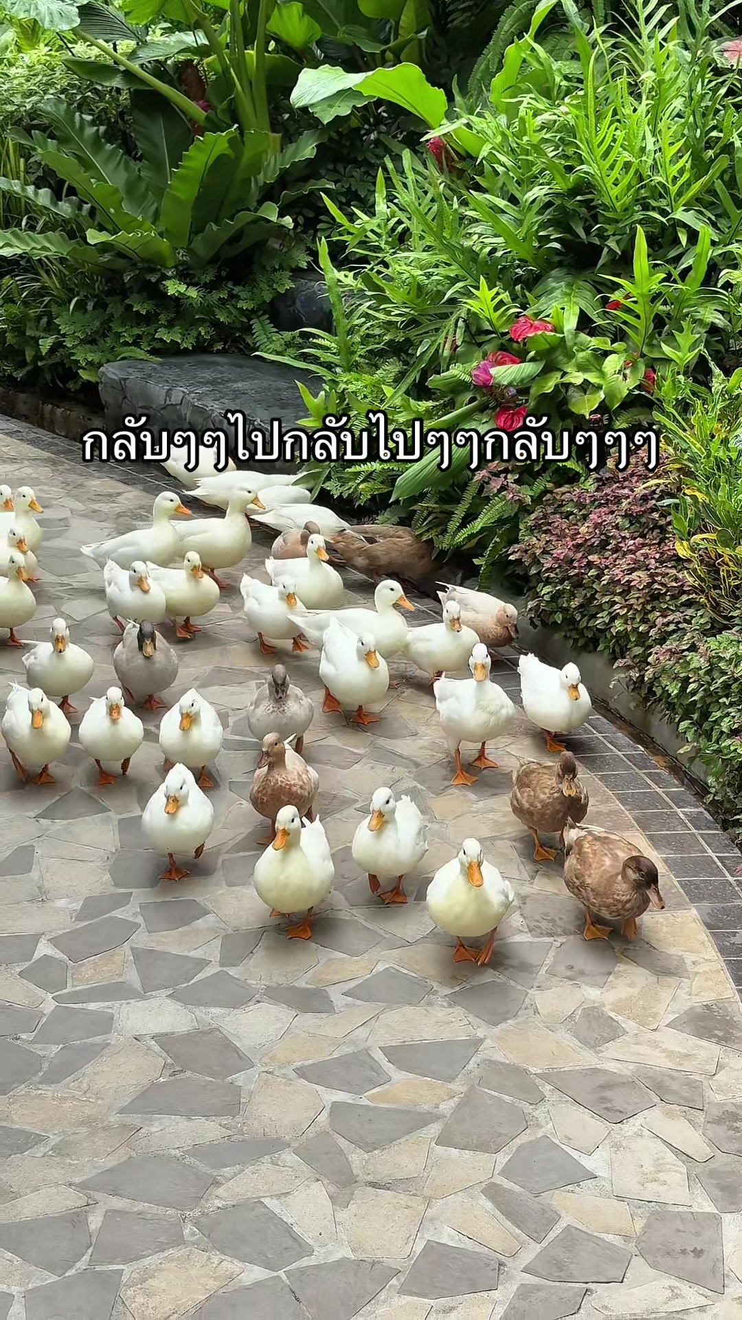 Ducks Herded at Lush Greenery Cafe