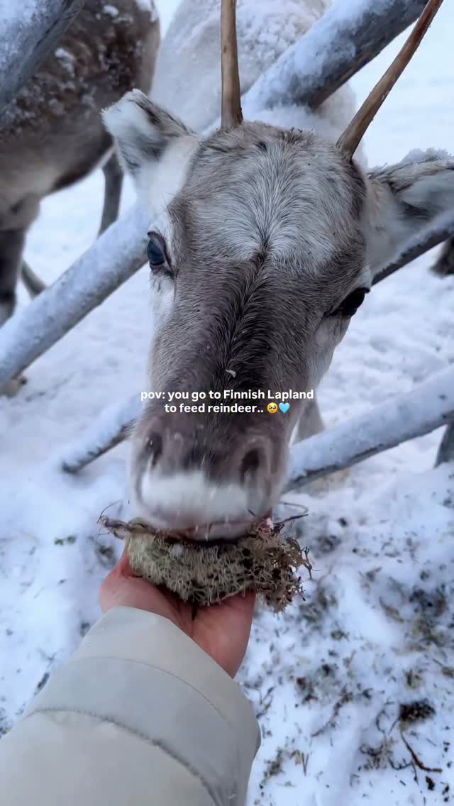 Experience the Magic of Lapland